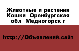 Животные и растения Кошки. Оренбургская обл.,Медногорск г.